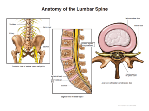 Lumbar Spine Jame L